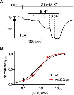 Functional consequences of a rare human serotonergic 5-HT1A receptor variant